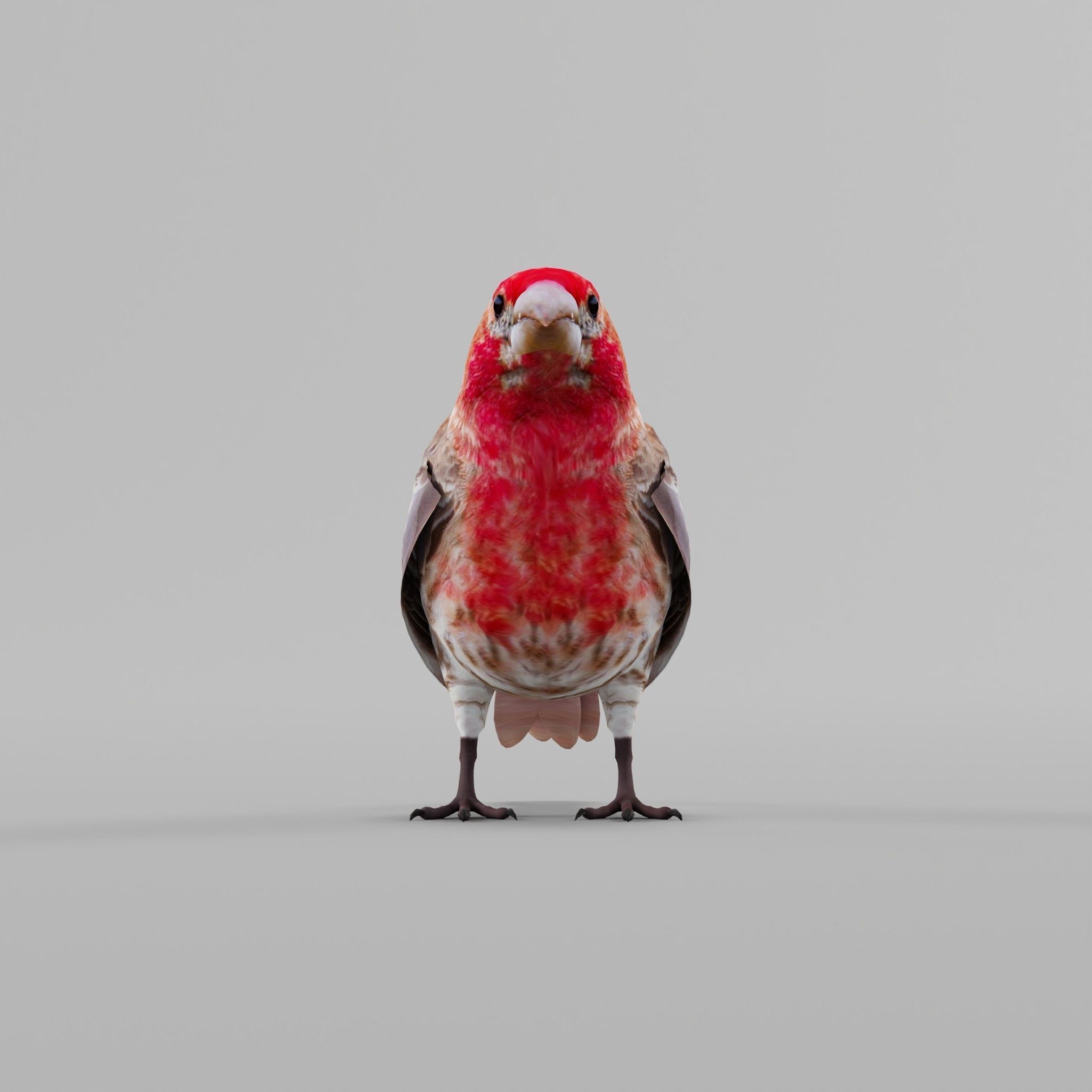 Finches Birds Animals 3D model_8