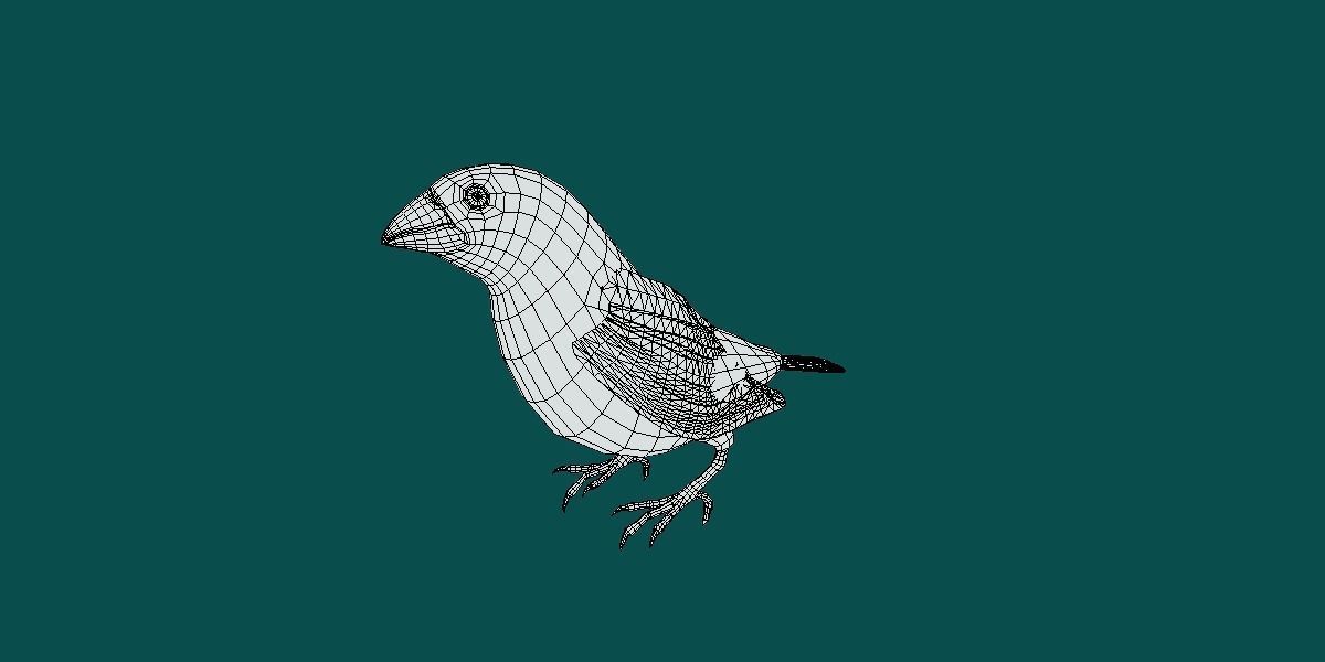 Finches Birds Animals 3D model_12