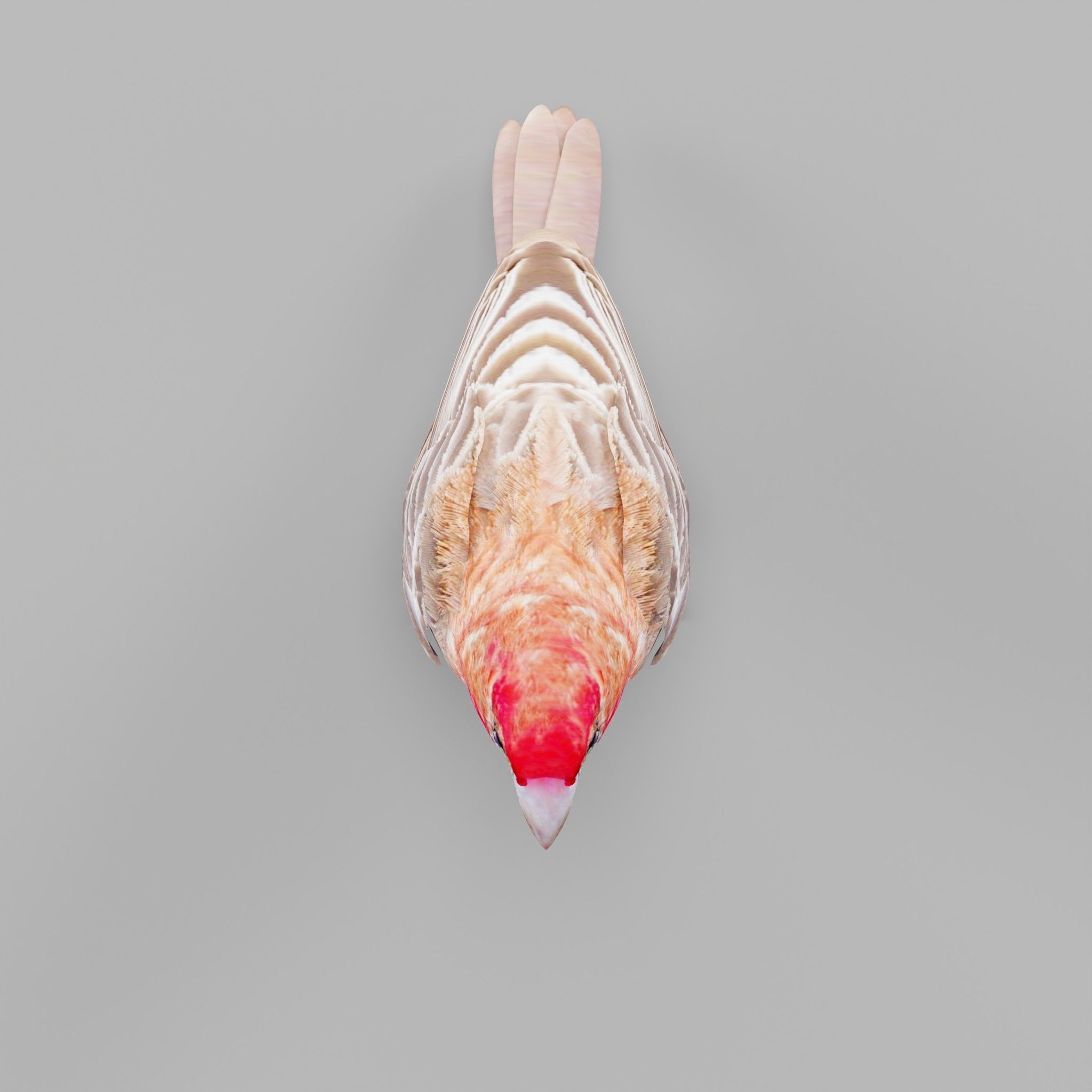 Finches Birds Animals 3D model_9