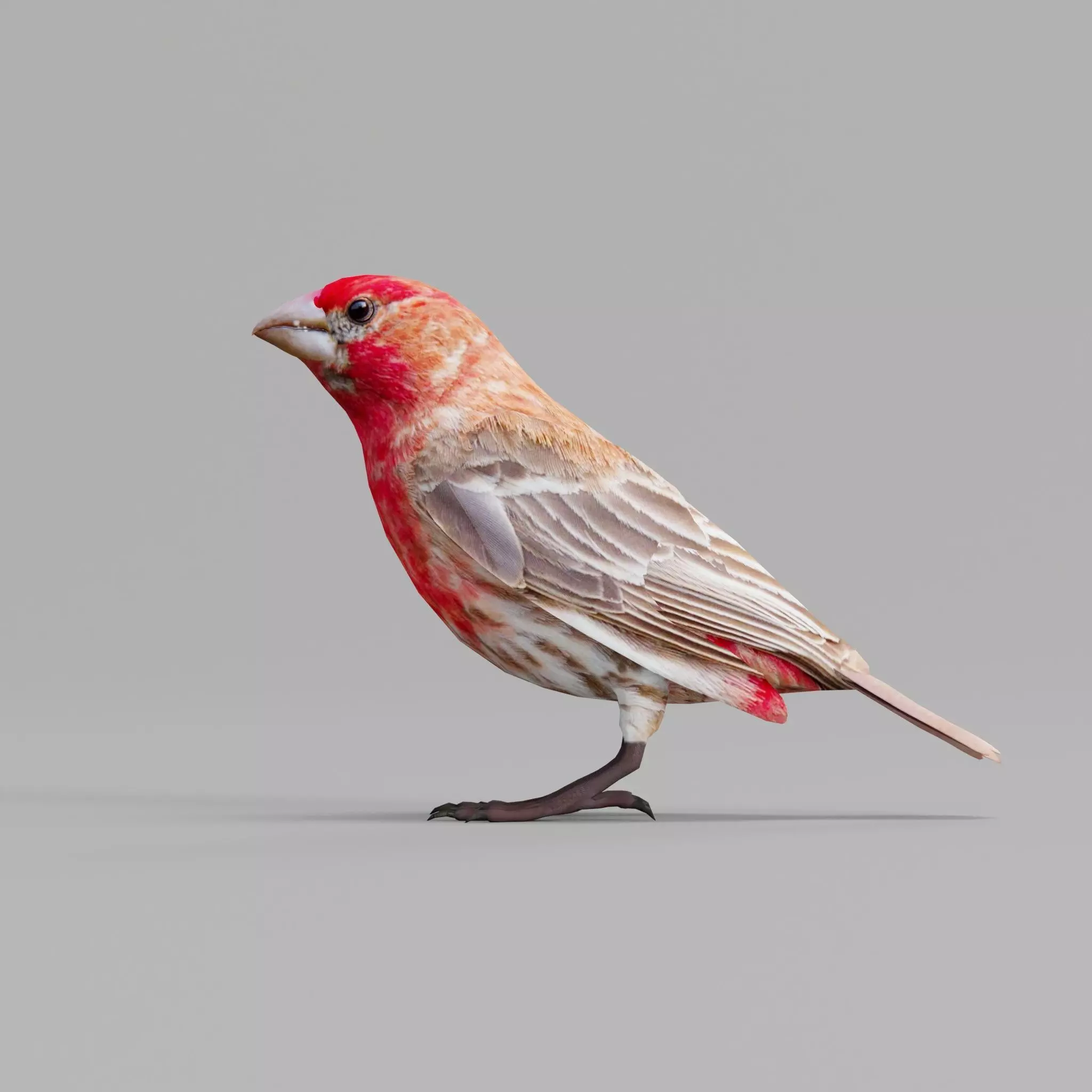 Finches Birds Animals 3D model_0
