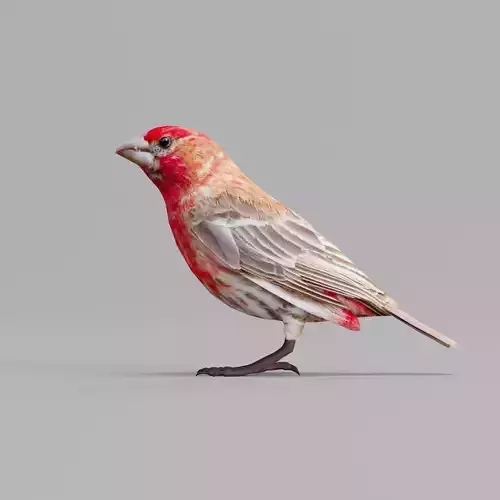 Finches Birds Animals 3D model