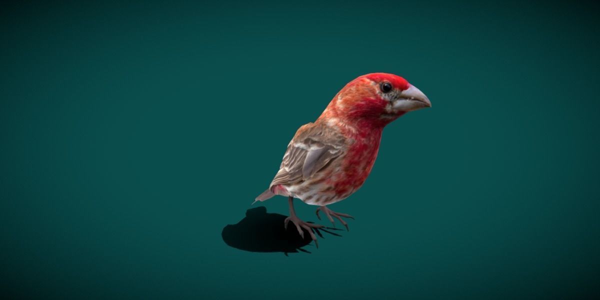 Finches Birds Animals 3D model_25
