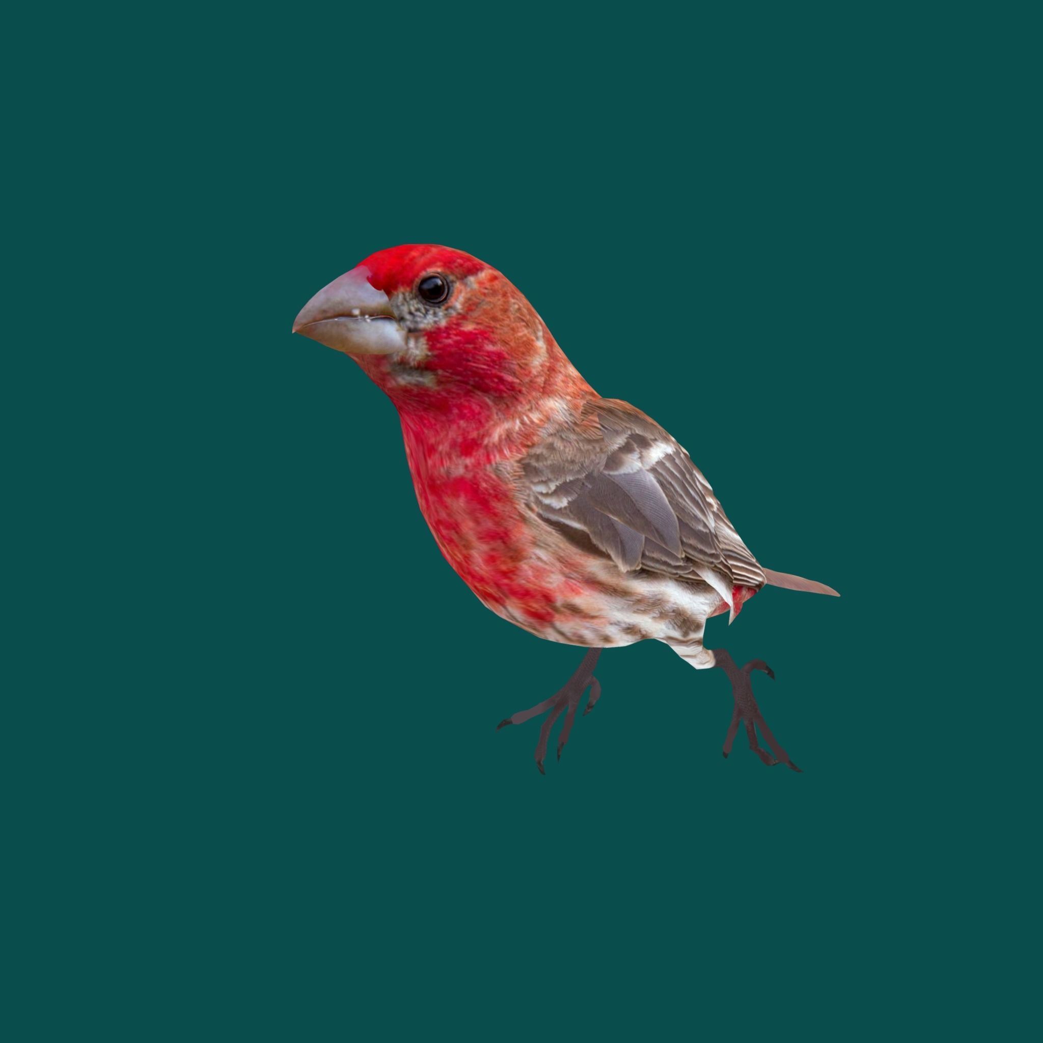 Finches Birds Animals 3D model_2