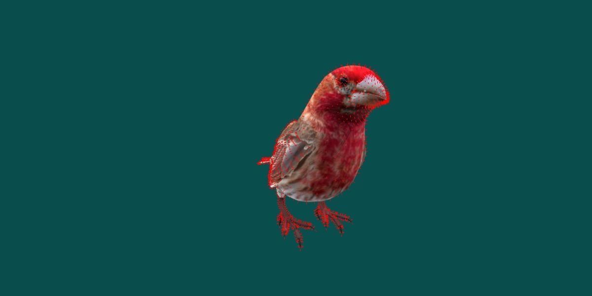 Finches Birds Animals 3D model_14