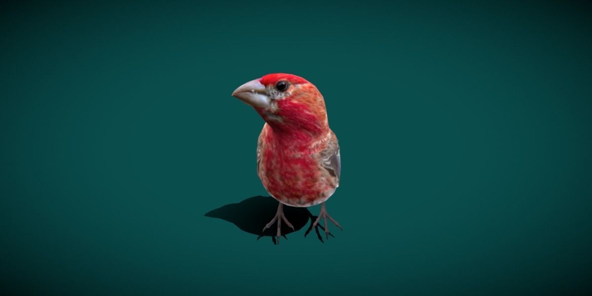 Finches Birds Animals 3D model_10