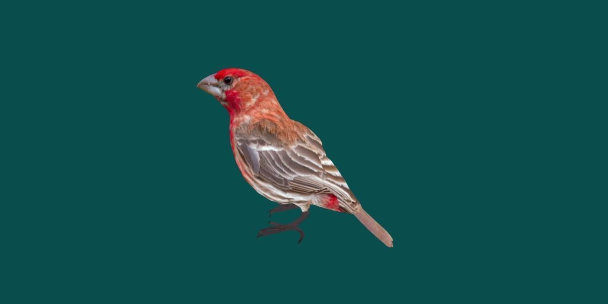 Finches Birds Animals 3D model_20