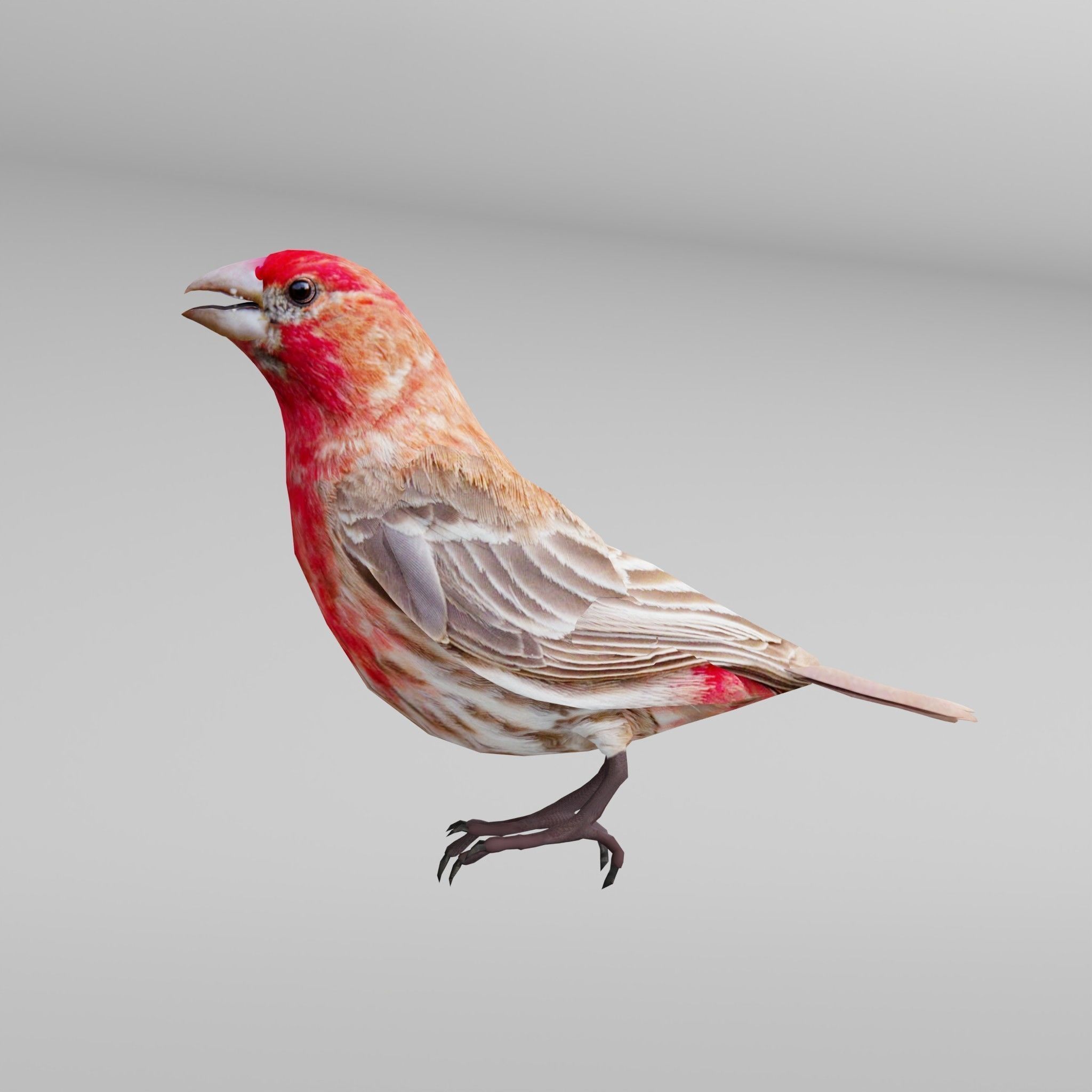Finches Birds Animals 3D model_6