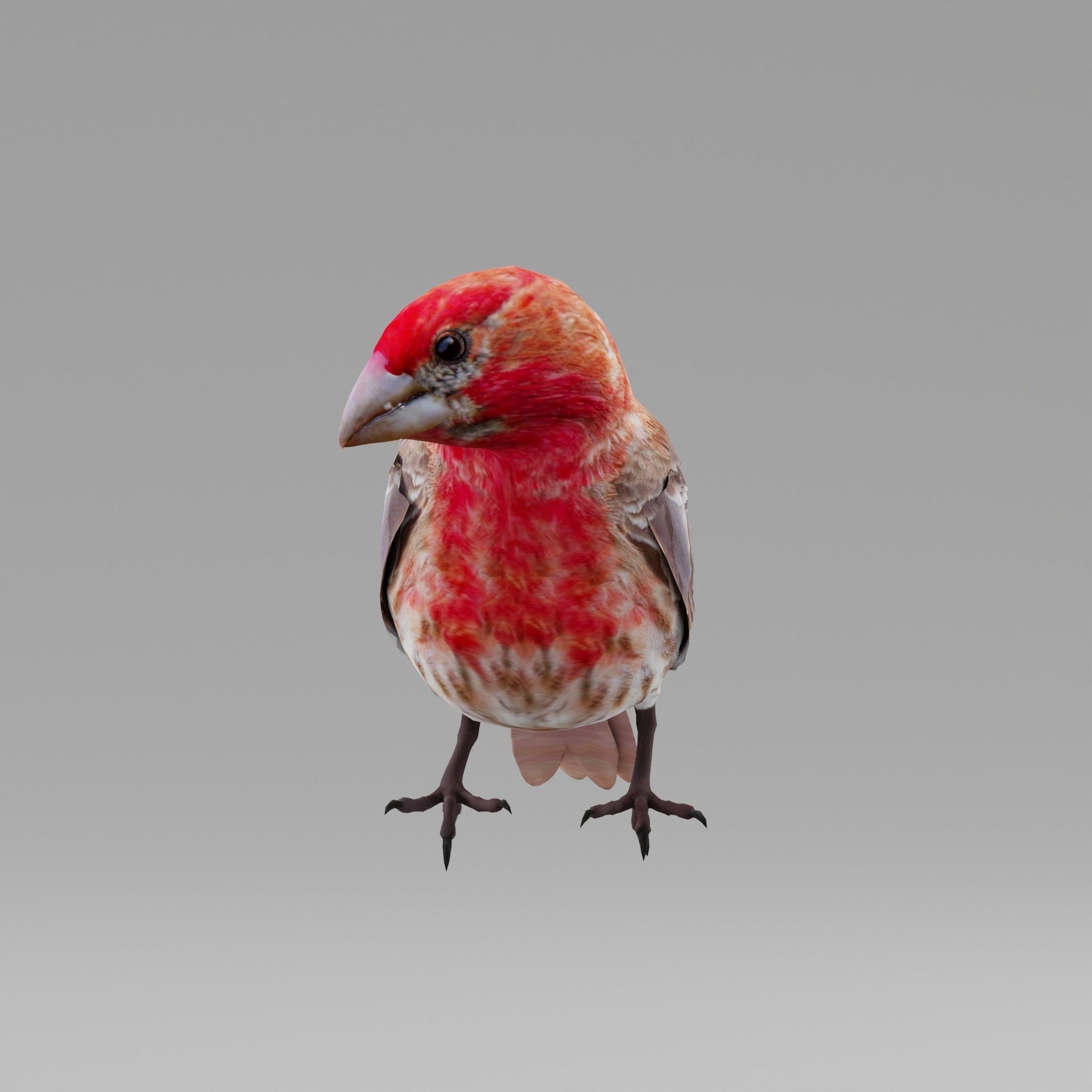 Finches Birds Animals 3D model_7