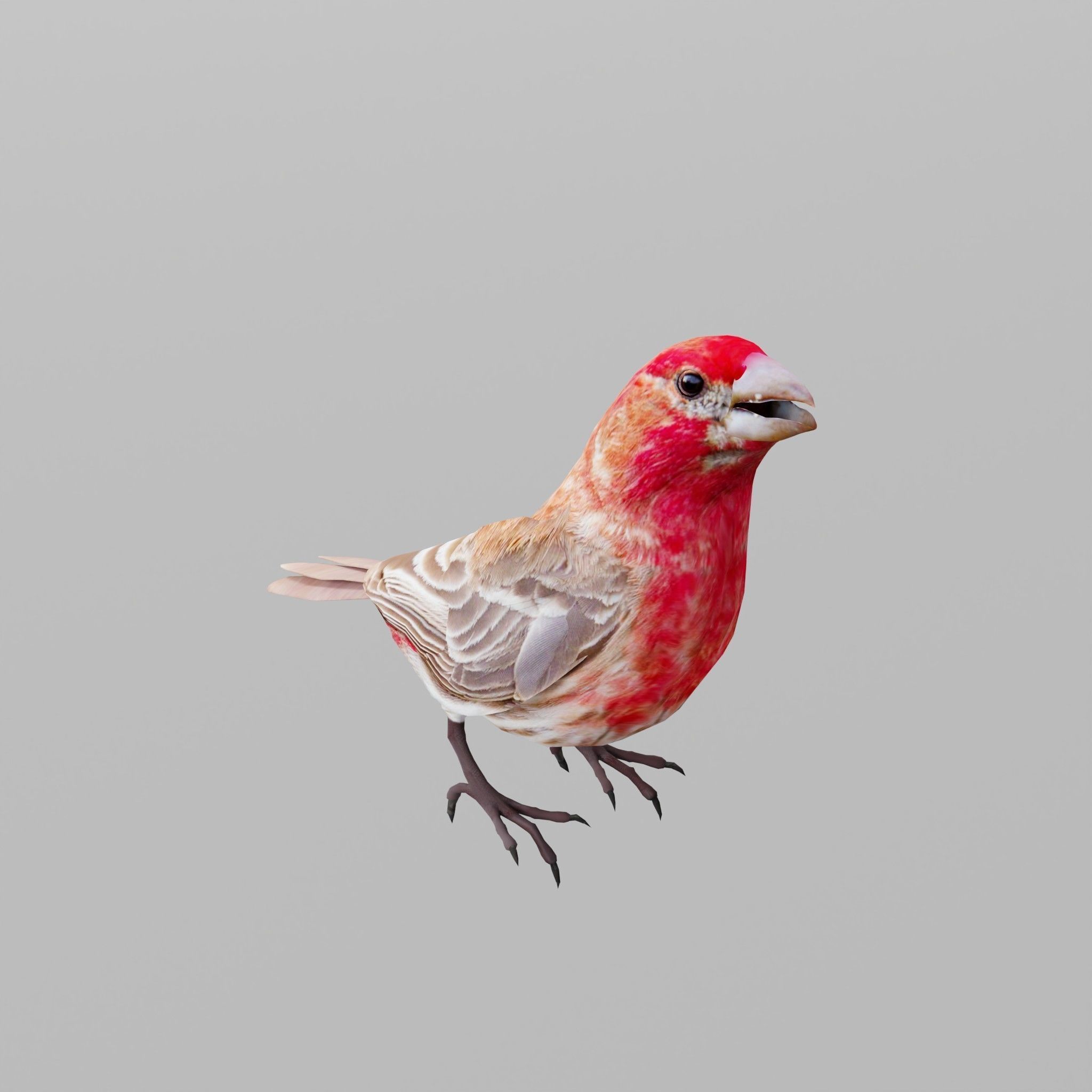 Finches Birds Animals 3D model_5