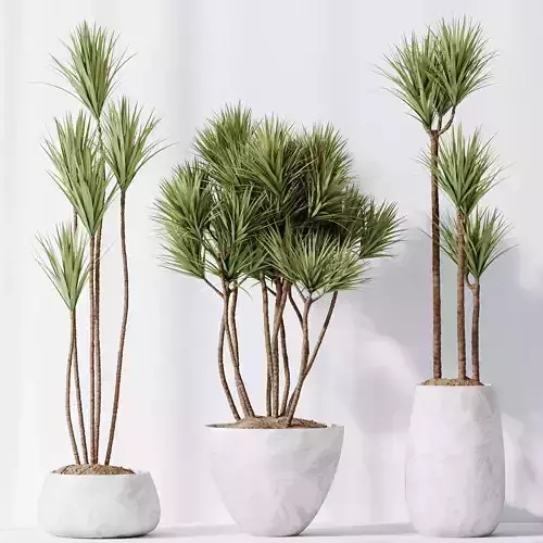 Plants Yucca Elephantipes Gigantea Vase Set03