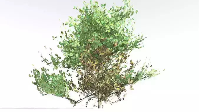EVERYPlant Beach Cabbage LowPoly 4 --14 Models-- Low-poly 3D model