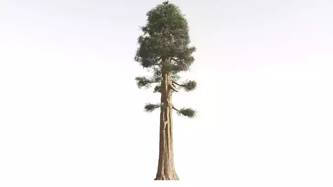 EVERYPlant Giant Redwood 1 --16 Models-- 3D model