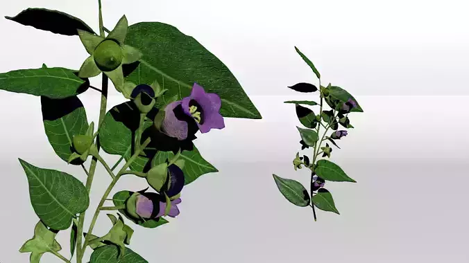 Belladonna 3D model