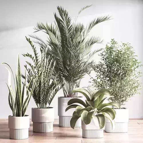 IndoorSetPlant048