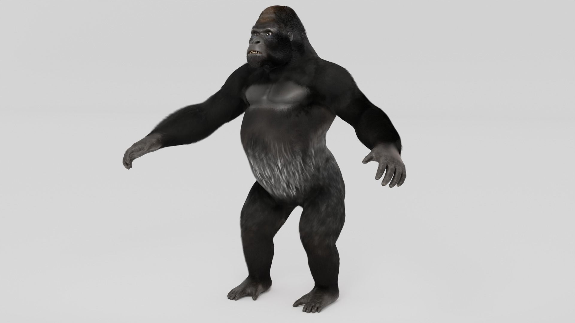 Mountain Gorilla  realistic 3d model 3D model_3