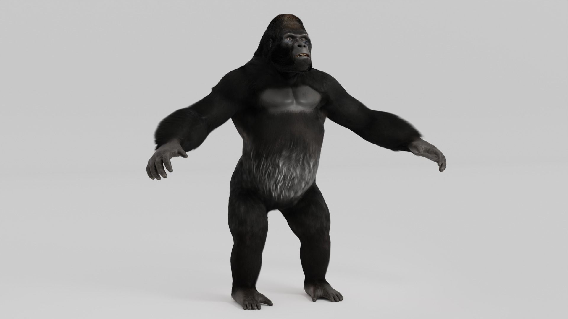 Mountain Gorilla  realistic 3d model 3D model_4