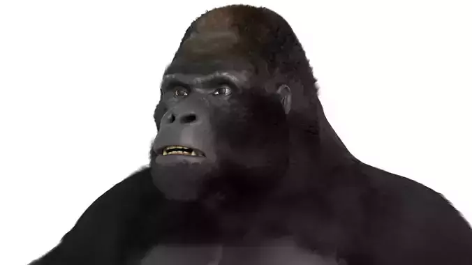 Mountain Gorilla  realistic 3d model 3D model