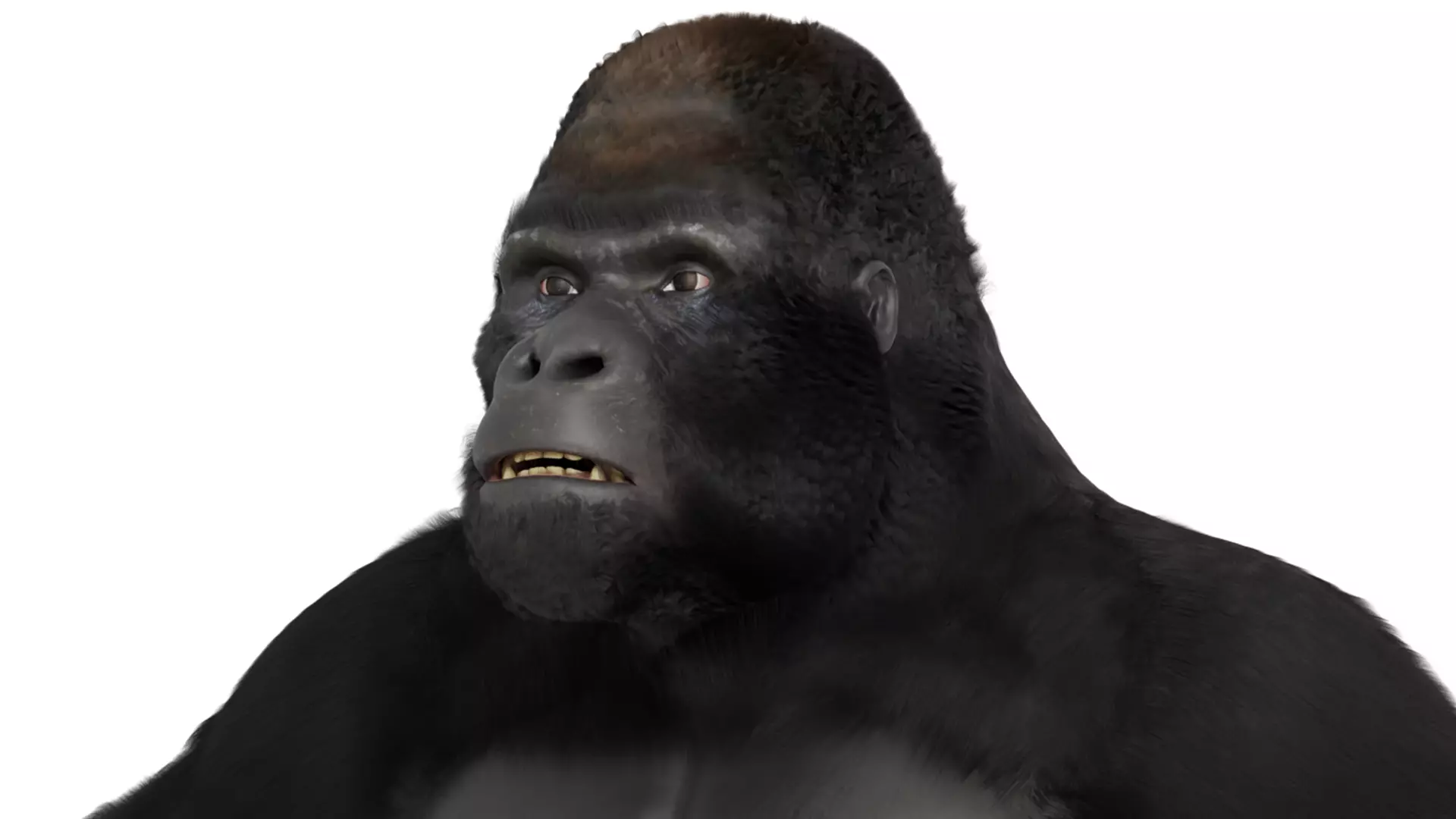 Mountain Gorilla  realistic 3d model 3D model_0