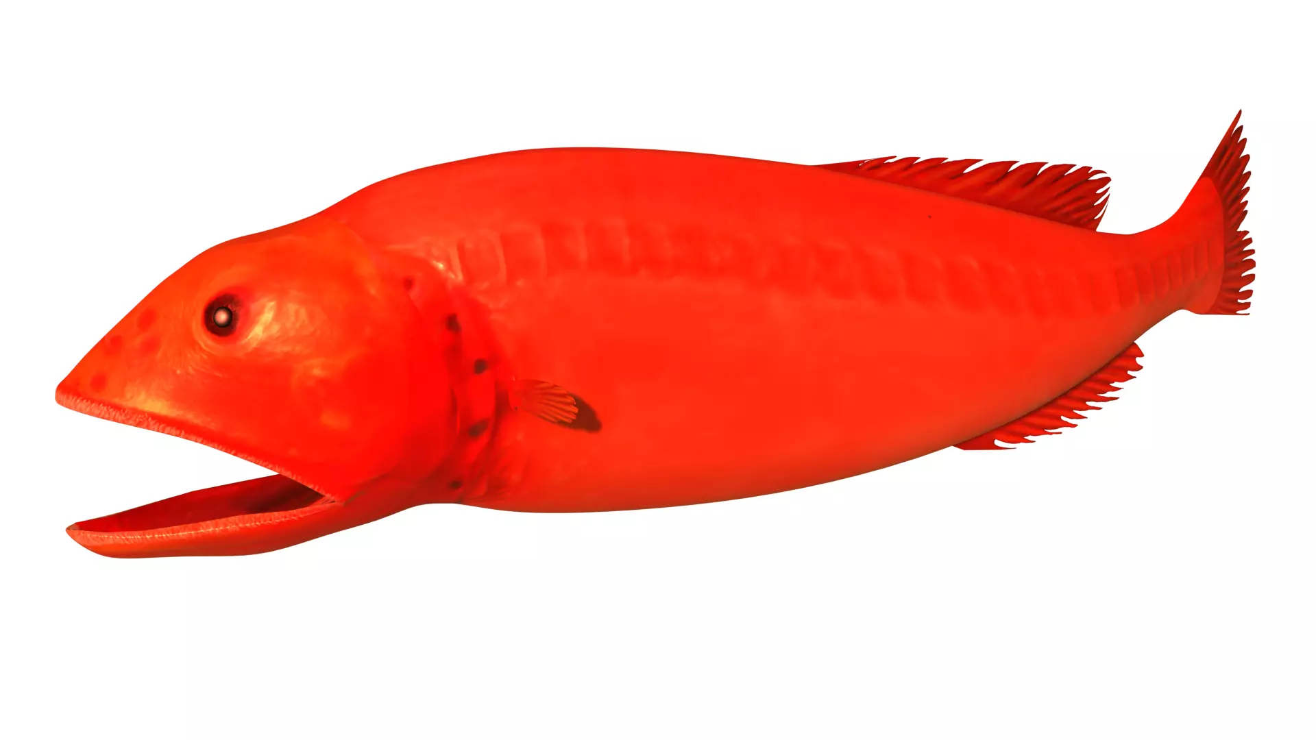 Flabbywhale fish Low-poly 3D model_0