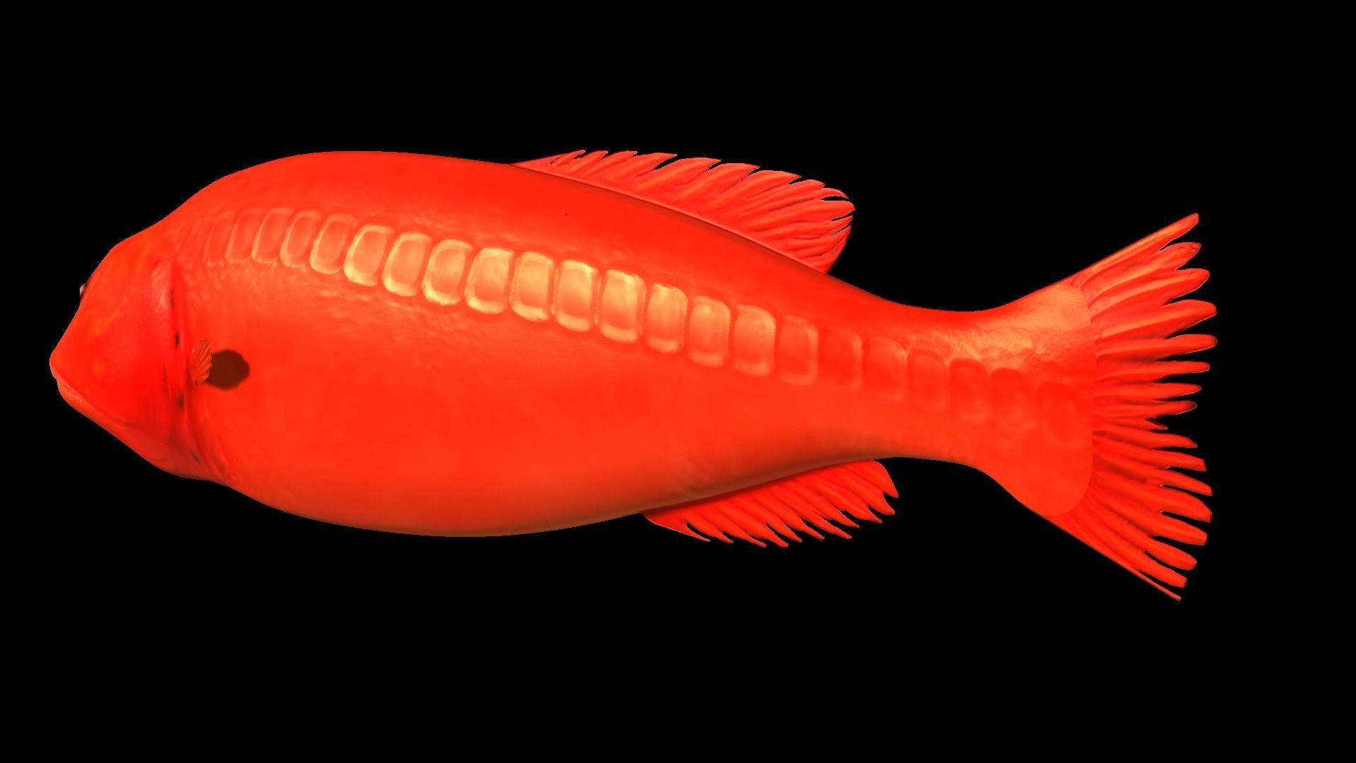 Flabbywhale fish Low-poly 3D model_2