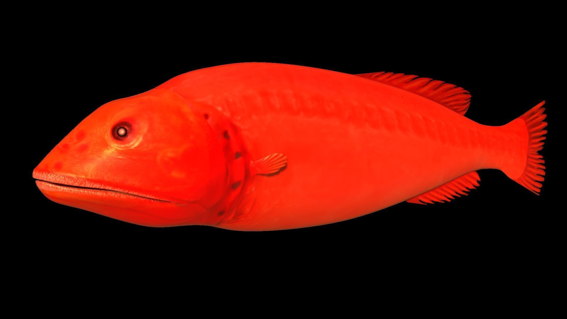 Flabbywhale fish Low-poly 3D model_1