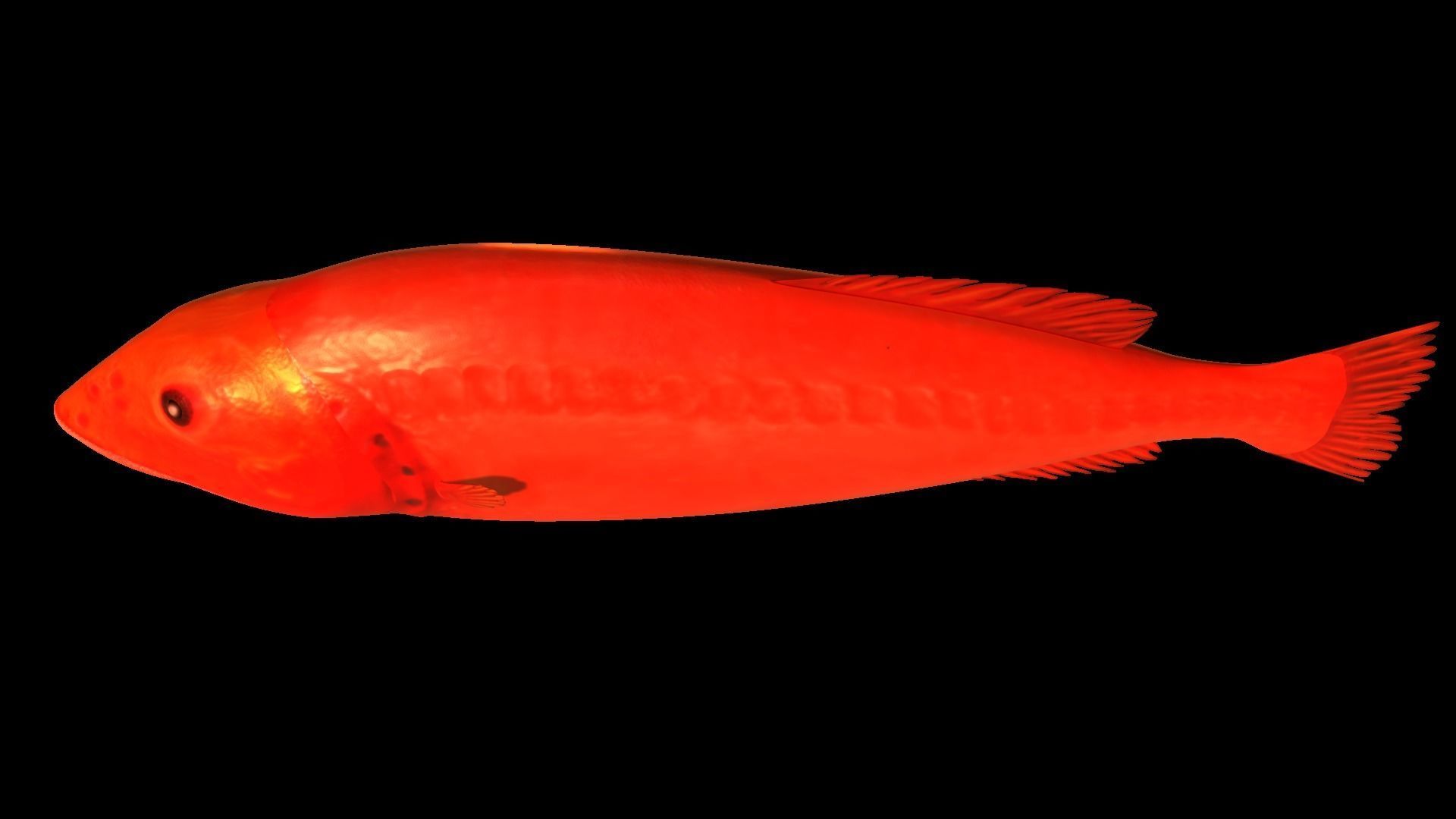 Flabbywhale fish Low-poly 3D model_4