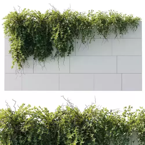 ivy hanging from the wall - outdoor plants set 173 