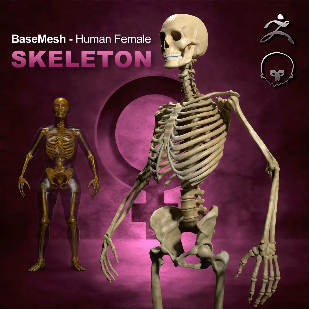 Human Female Skeleton Base-Mesh Low-poly 3D model