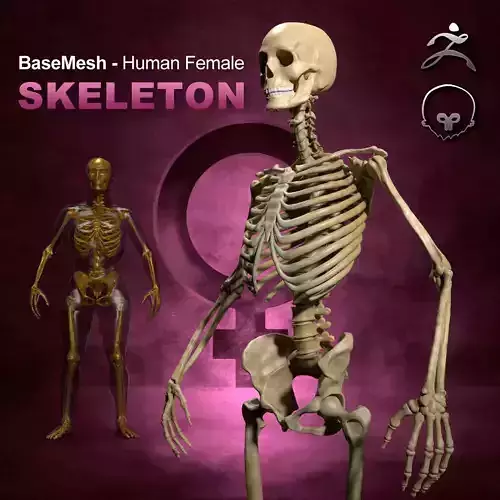 Human Female Skeleton Base-Mesh