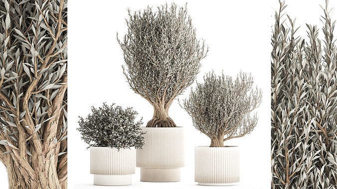 Set of small beautiful olive trees in white pots 1405 3D model