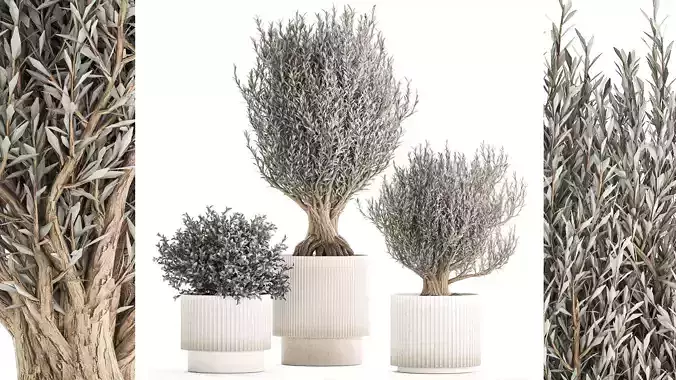 Set of small beautiful olive trees in white pots 1405
