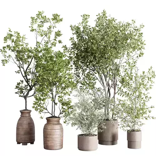 indoor plant set 413 pot tree in a wooden old vase 