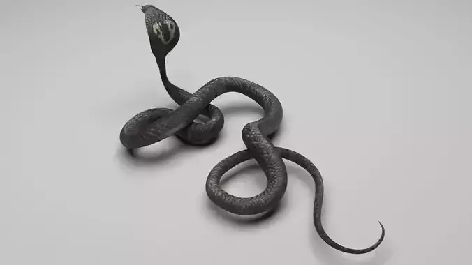 Cobra Snake