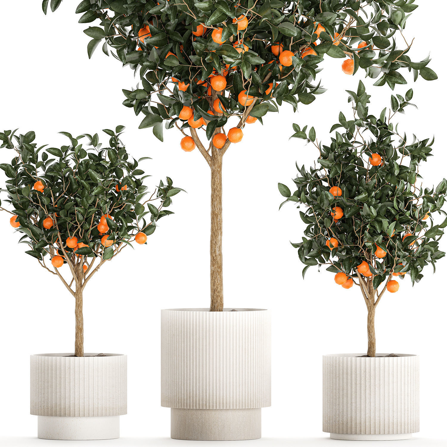 Set of small beautiful orange trees in white pots 1406 3D model_7