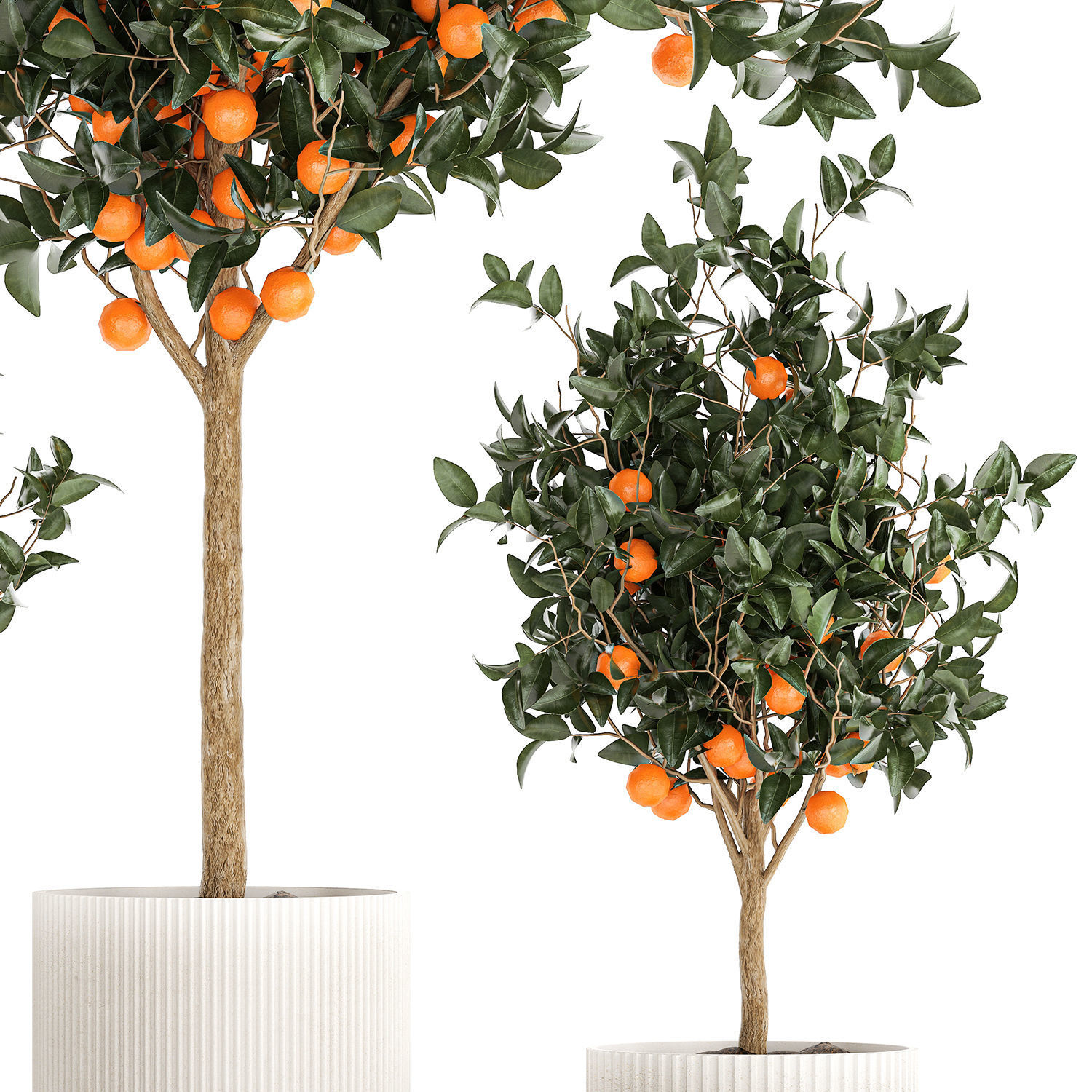 Set of small beautiful orange trees in white pots 1406 3D model_9
