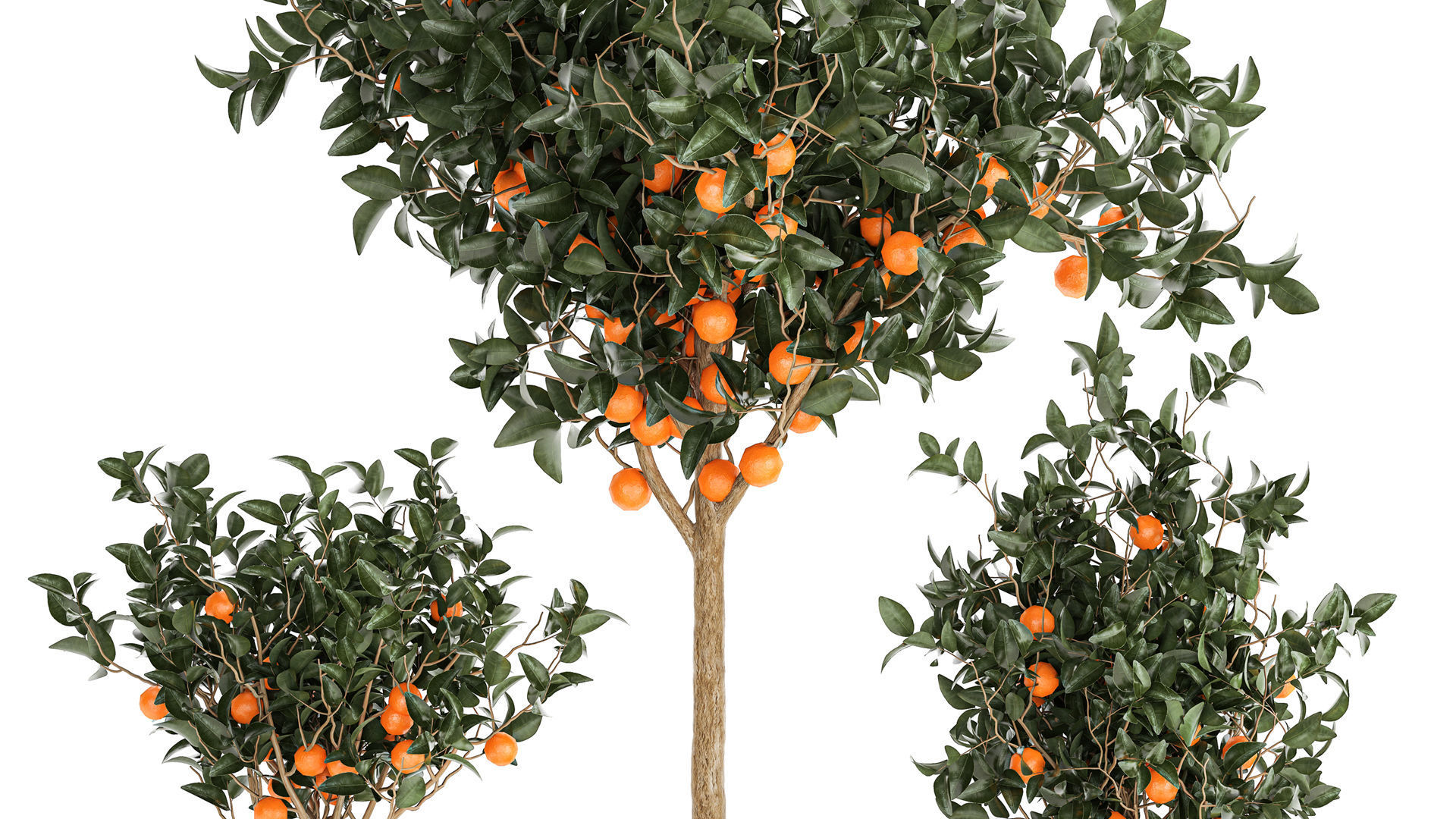 Set of small beautiful orange trees in white pots 1406 3D model_3