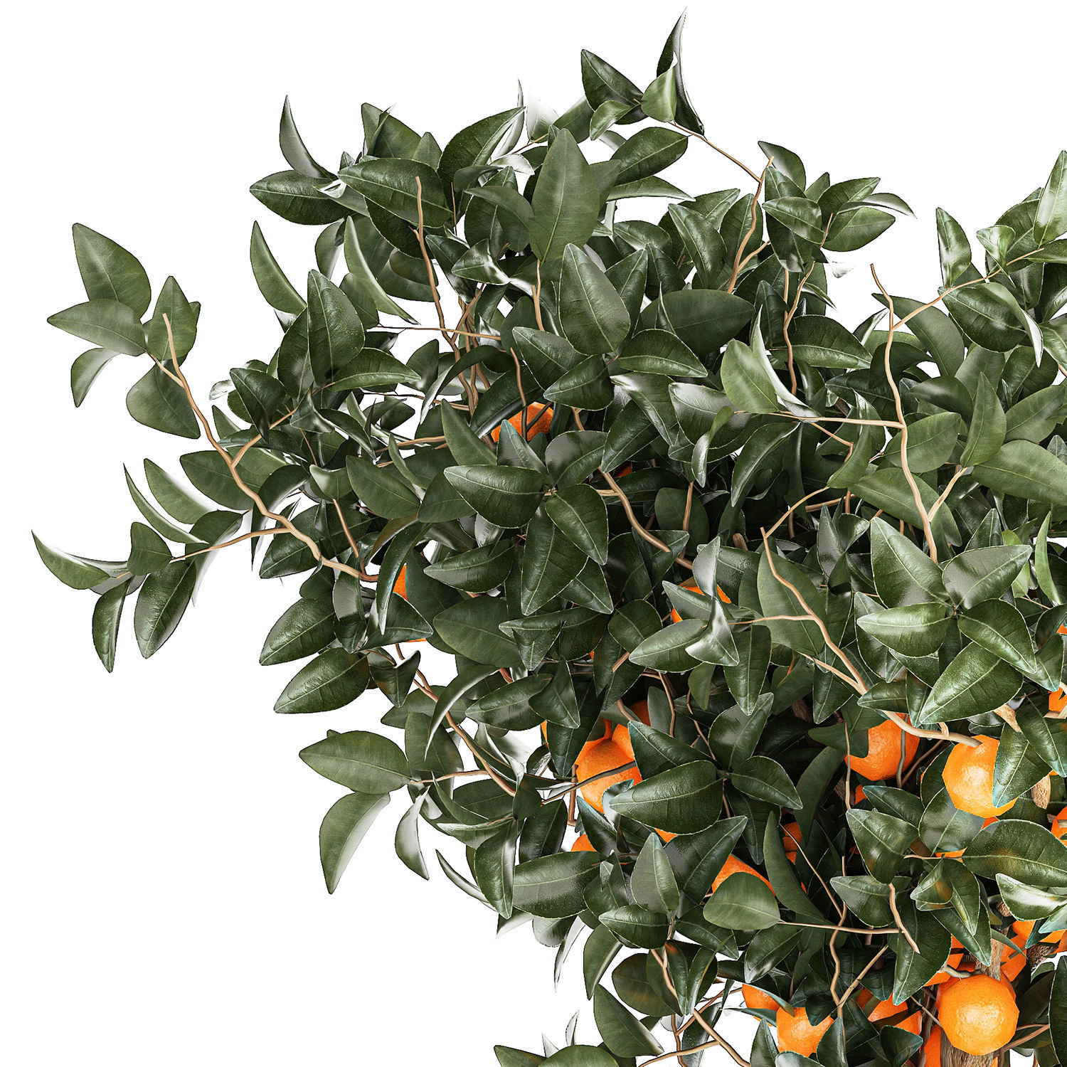 Set of small beautiful orange trees in white pots 1406 3D model_10