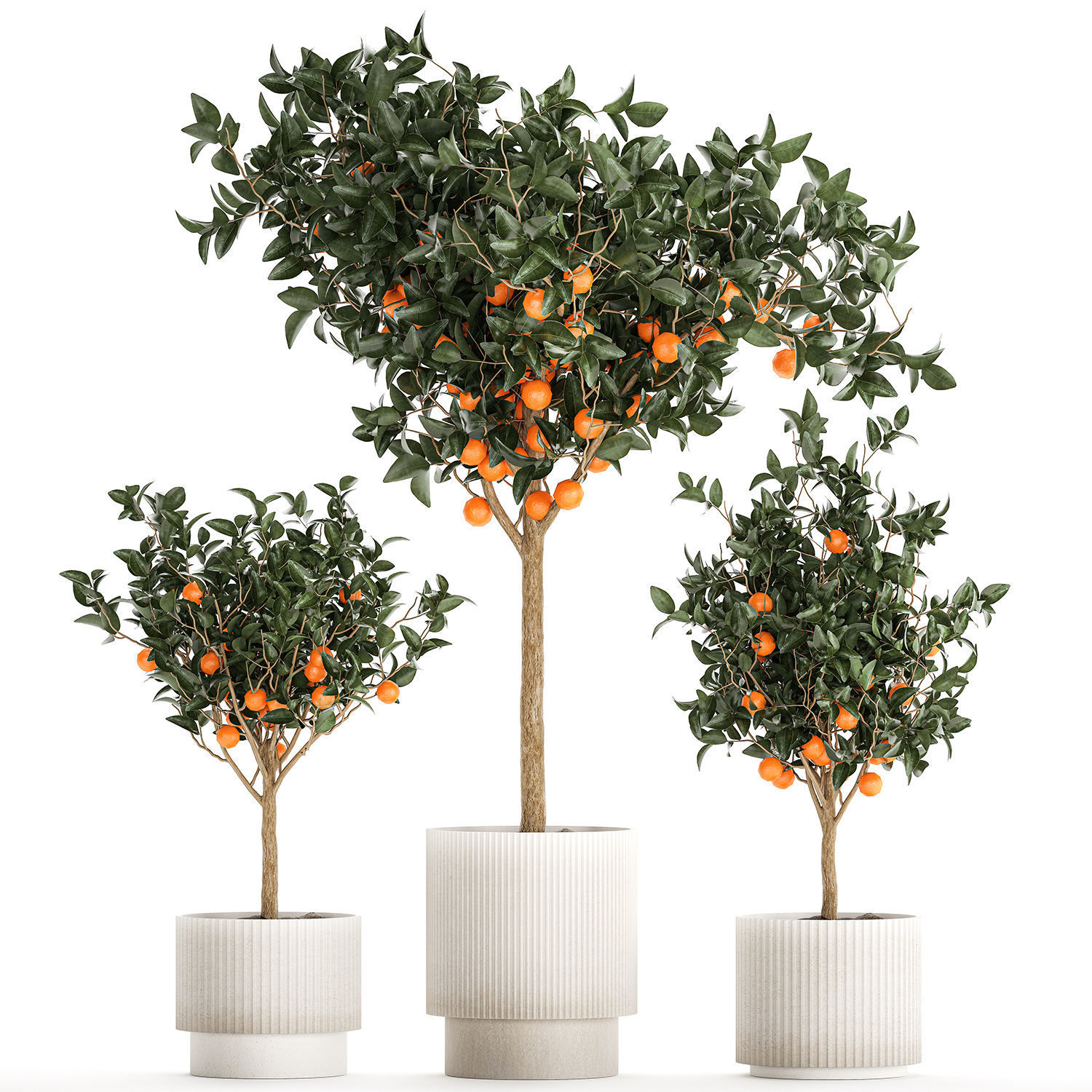 Set of small beautiful orange trees in white pots 1406 3D model_6