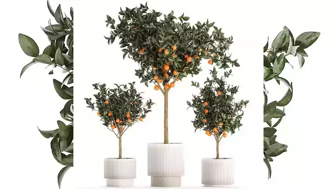 Set of small beautiful orange trees in white pots 1406