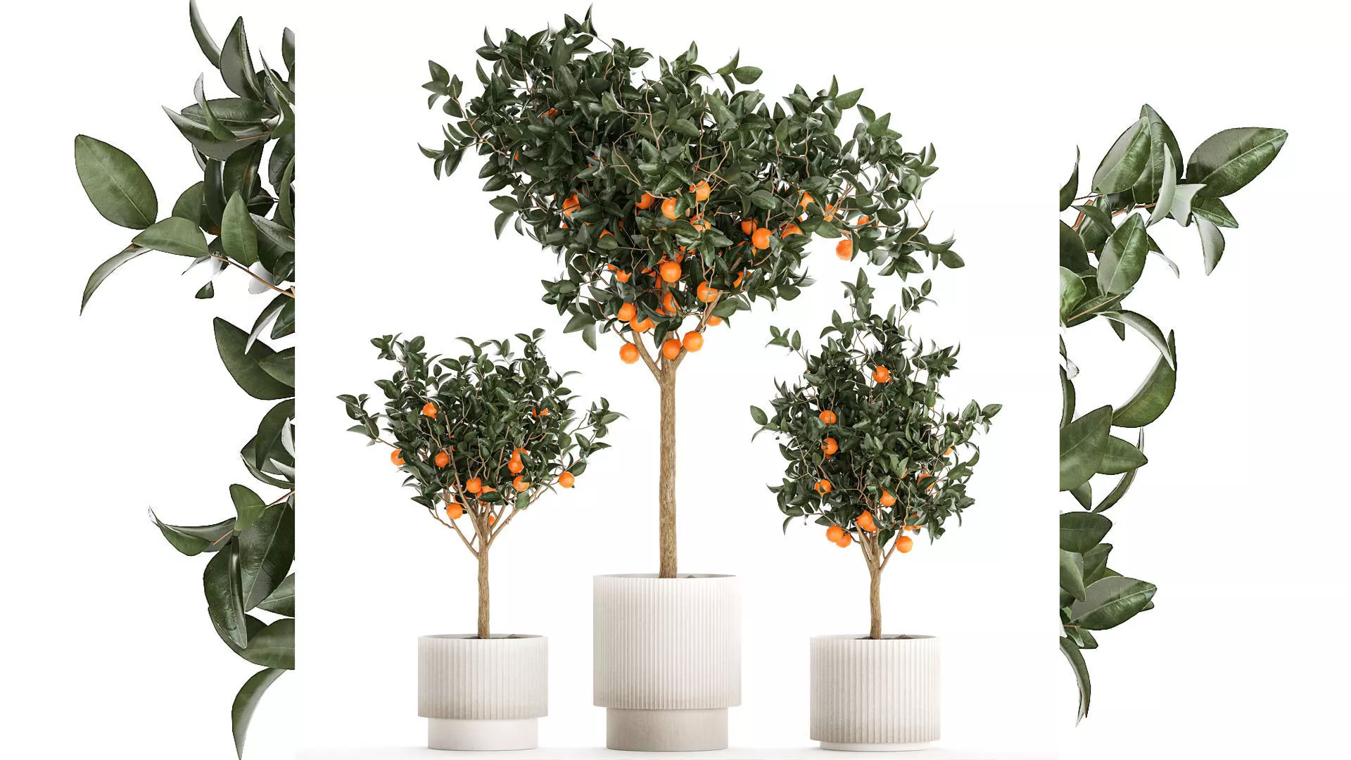 Set of small beautiful orange trees in white pots 1406 3D model_0