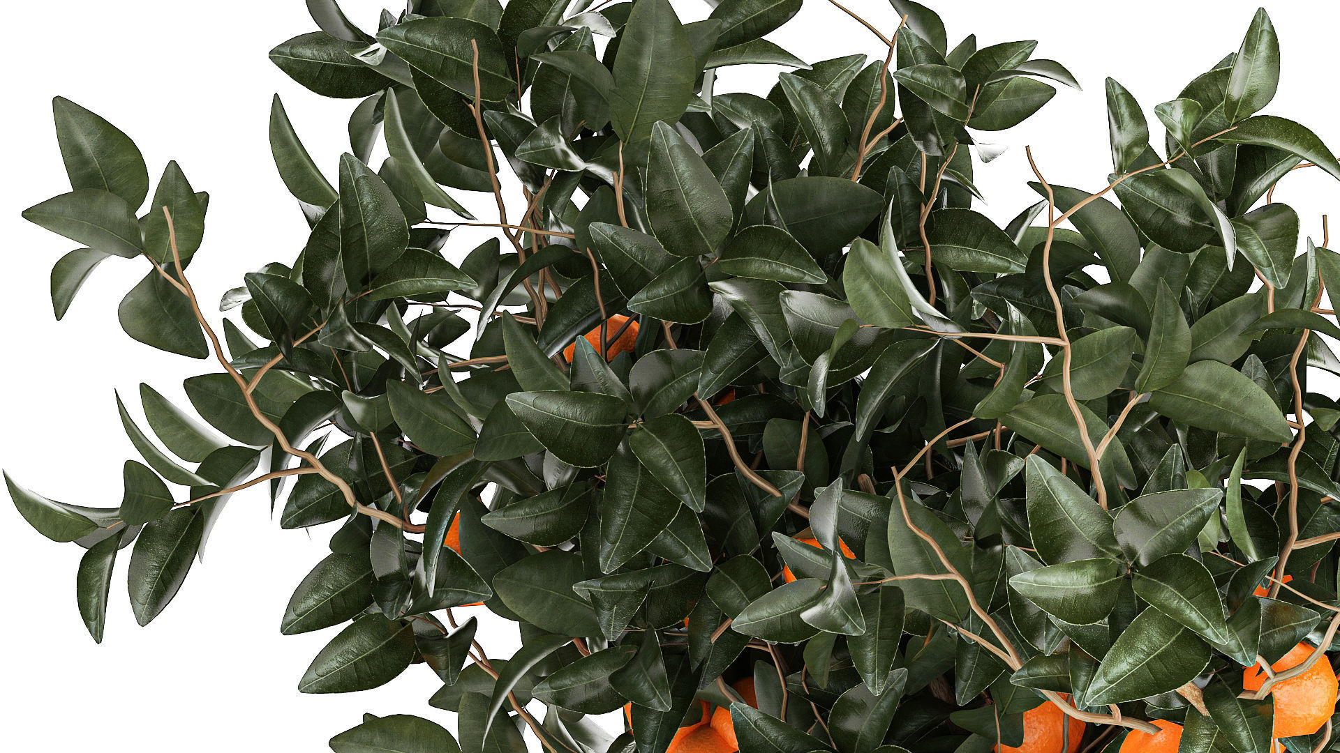 Set of small beautiful orange trees in white pots 1406 3D model_5