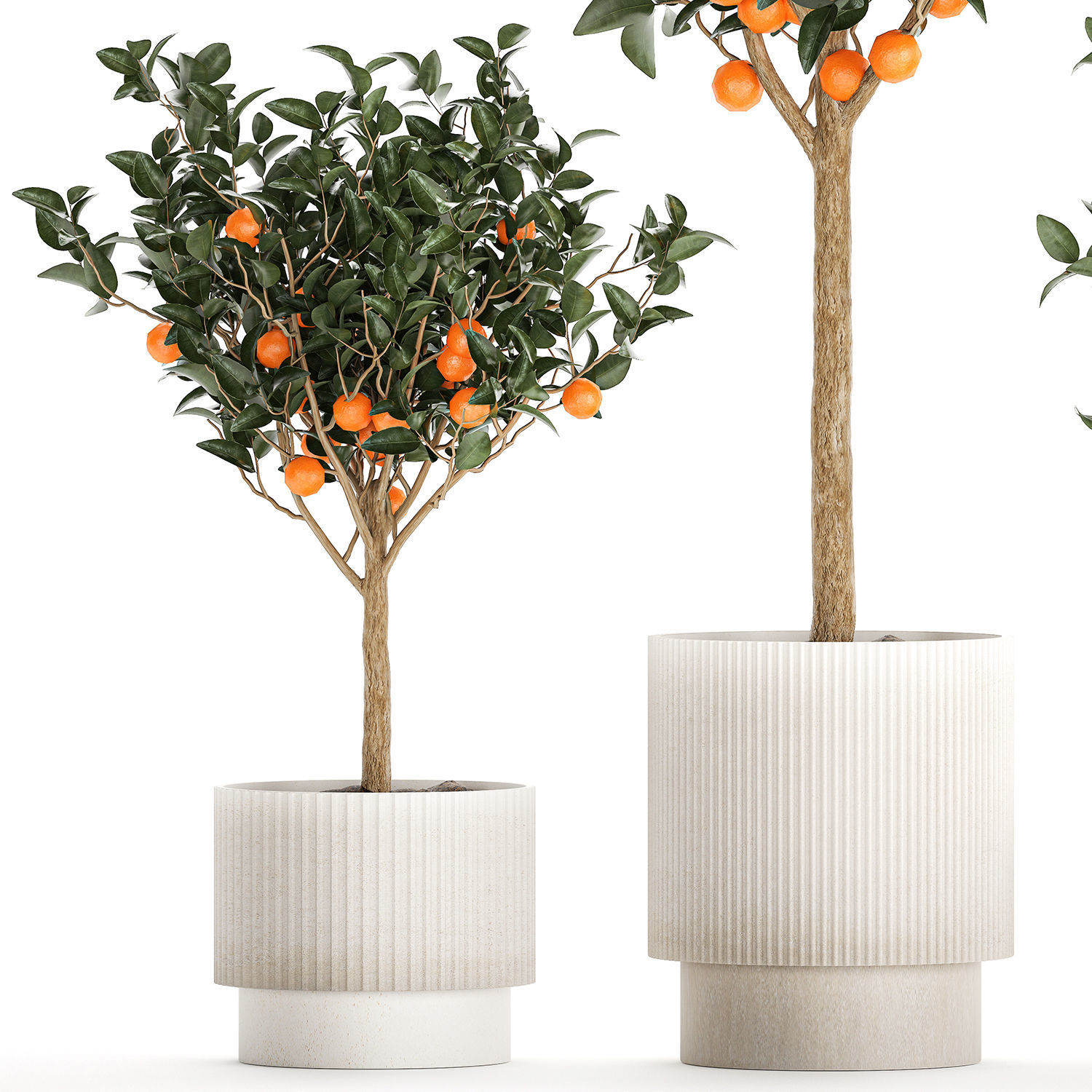 Set of small beautiful orange trees in white pots 1406 3D model_8