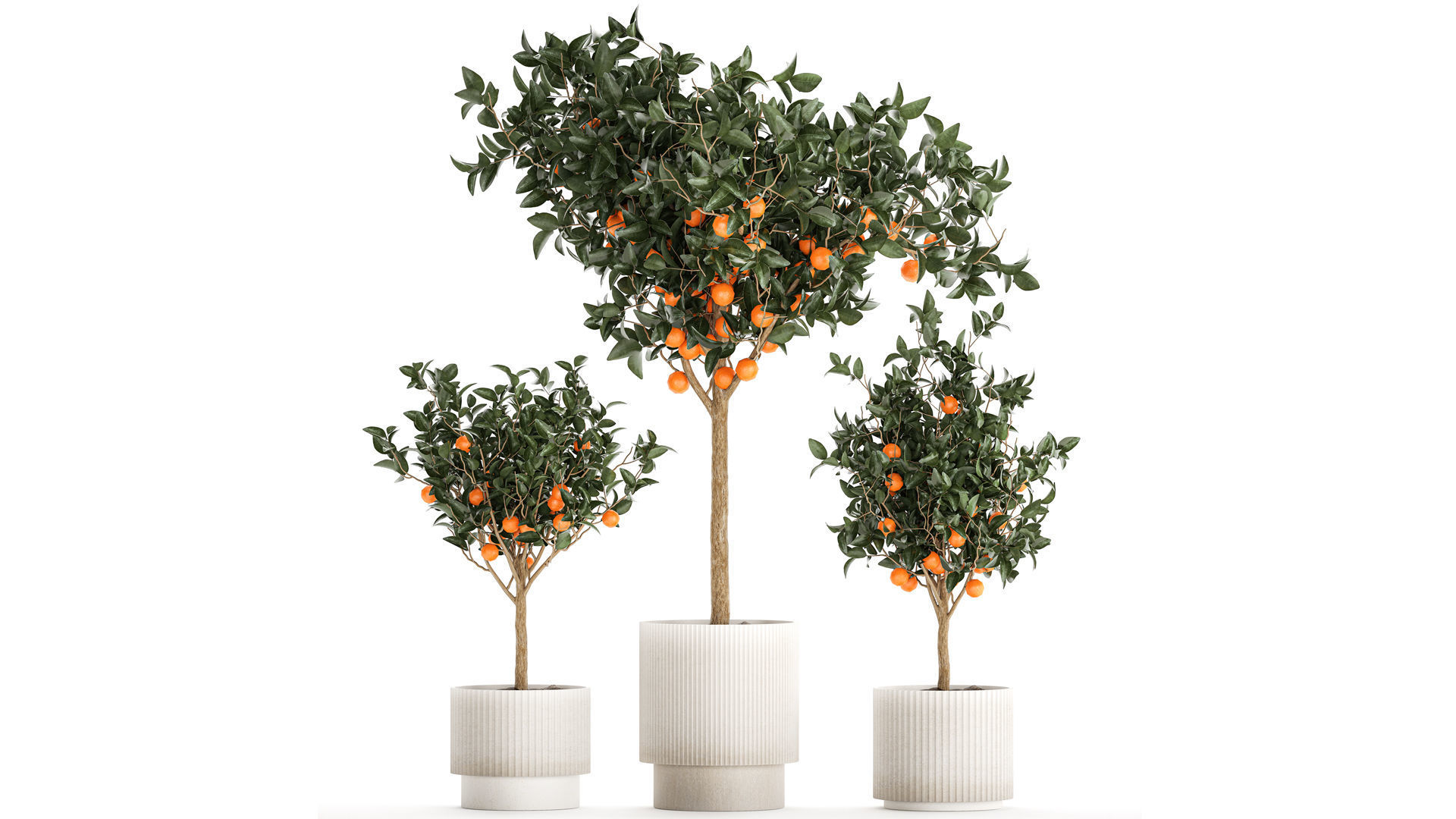 Set of small beautiful orange trees in white pots 1406 3D model_1