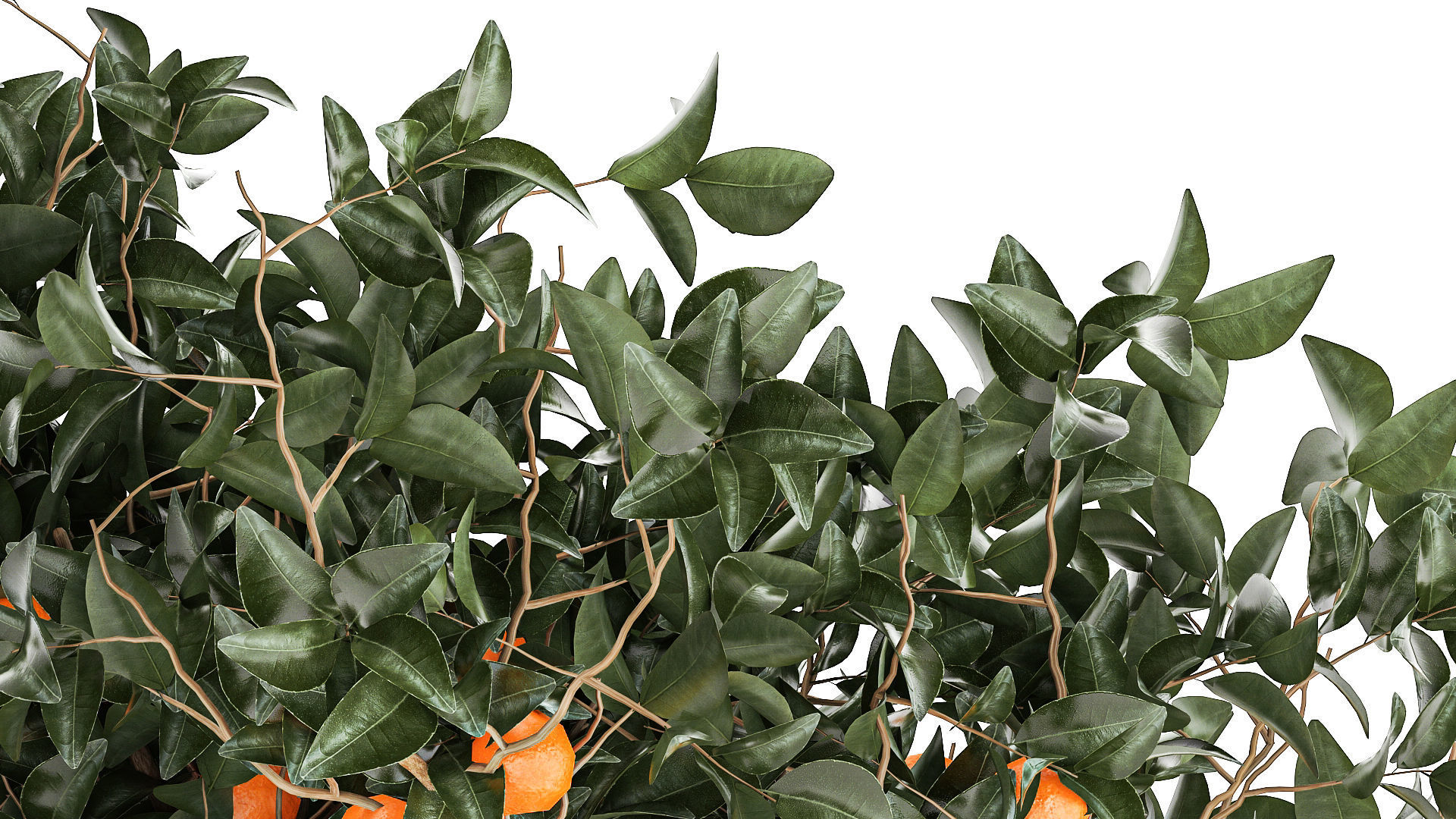 Set of small beautiful orange trees in white pots 1406 3D model_4