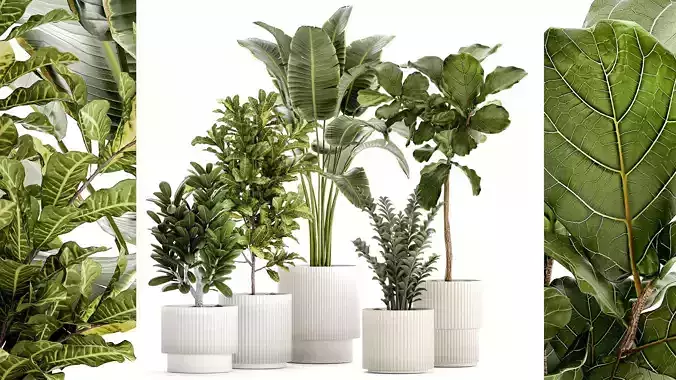 Set of Strelitzia Croton Ficus plants in white pots 1407