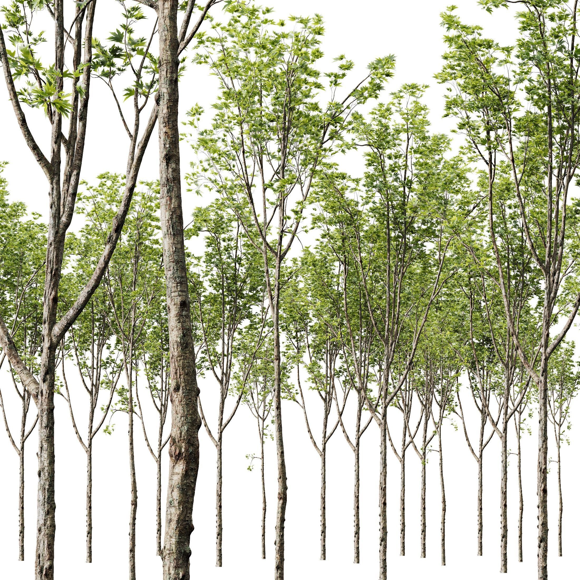 Acer Pseudoplatanus and Saccharinum Spring 3D model_2