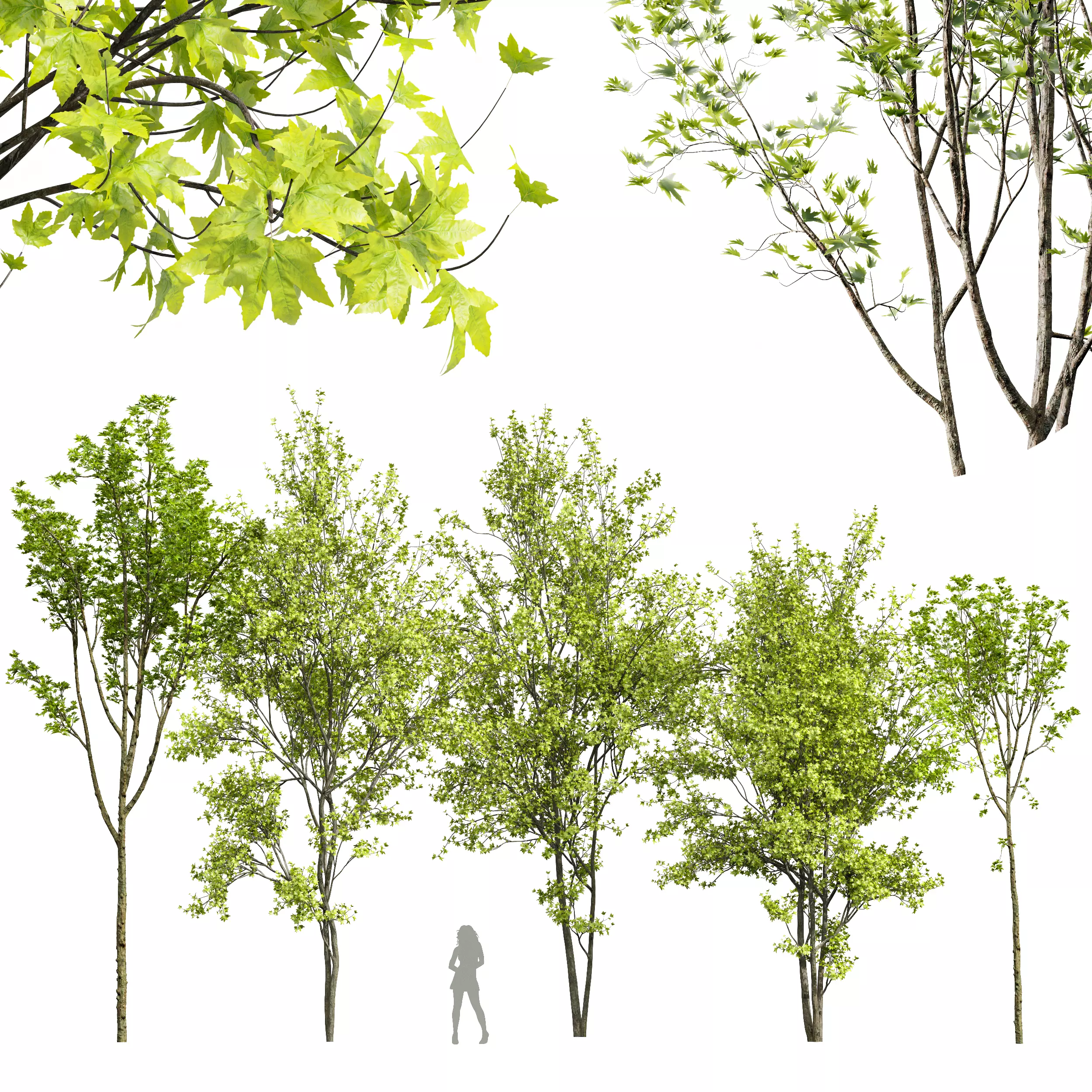 Acer Pseudoplatanus and Saccharinum Spring 3D model_0