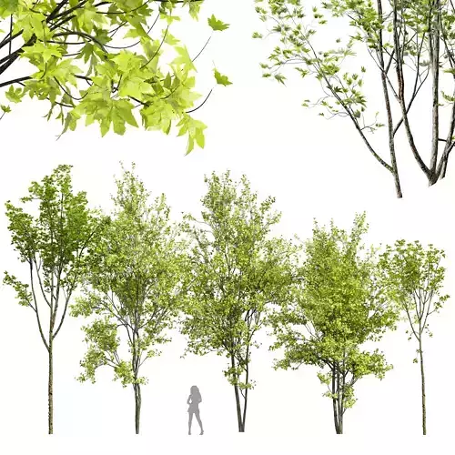 Acer Pseudoplatanus and Saccharinum Spring 3D model