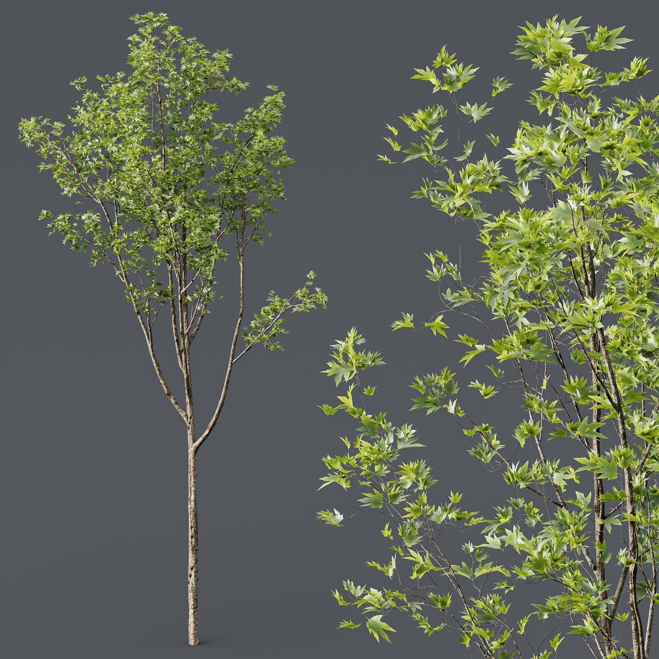 Acer Pseudoplatanus and Saccharinum Spring 3D model_1