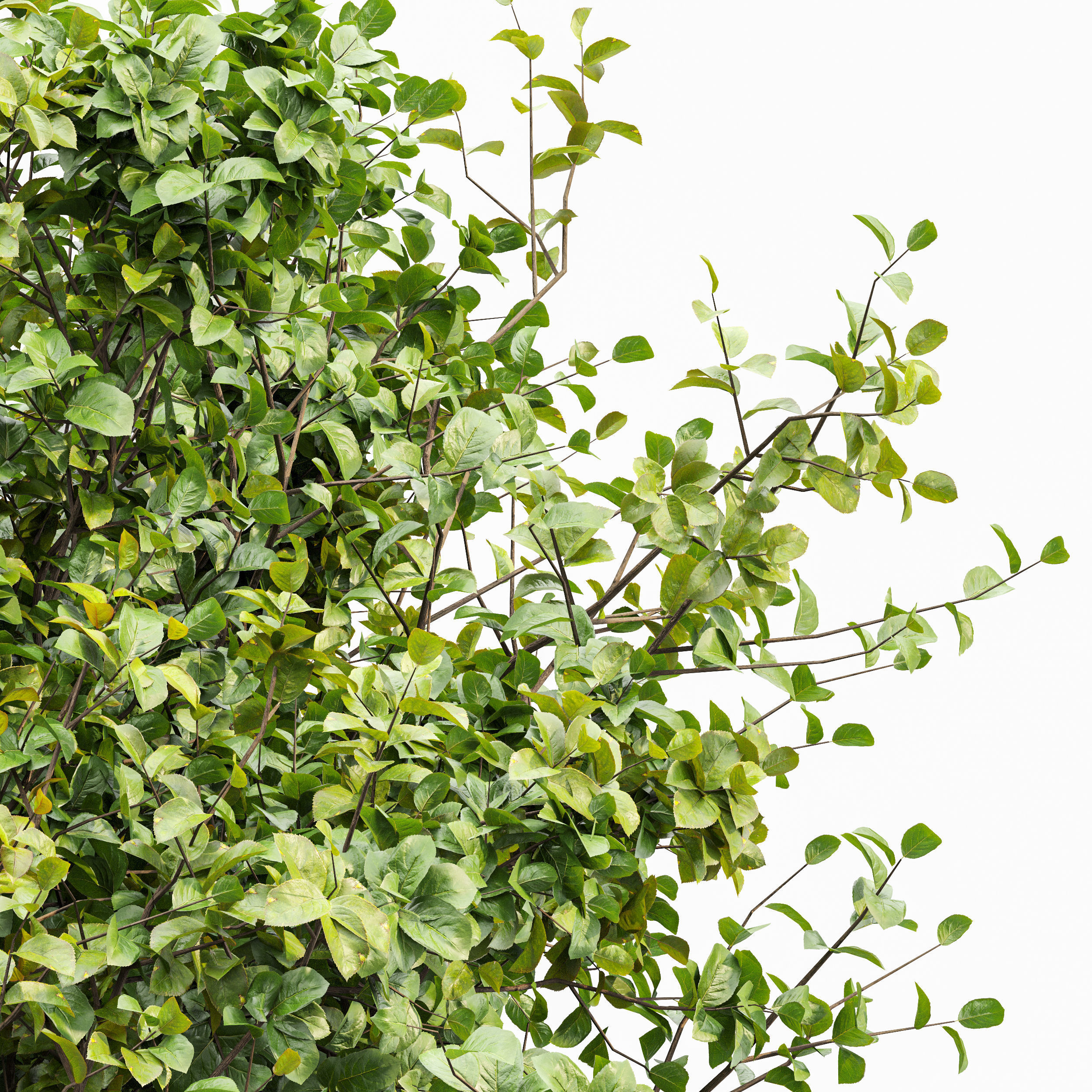 Bush Leaf 4 trees 3D model_1